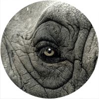 12'' Slipmat - Eye Elephant 