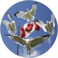 12'' Slipmat - Flag Canadian Gulls 