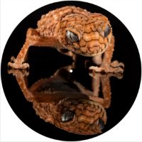 12'' Slipmat - Gecko 1 