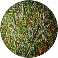 12'' Slipmat - Herbs 1 