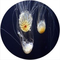 12'' Slipmat - Jellyfish 1 