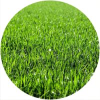 12'' Slipmat - Just Grass 