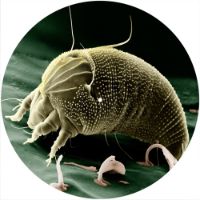 12'' Slipmat - Microbe Mite 