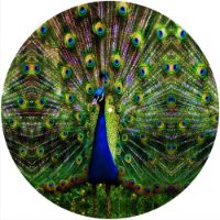 12'' Slipmat - Peacock 