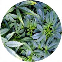 12'' Slipmat - Pot Growth 