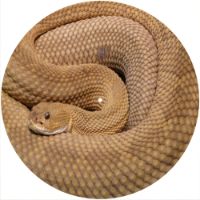 12'' Slipmat - Rattlesnake 1 