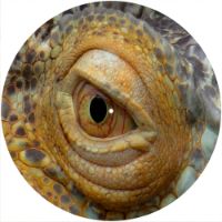 12'' Slipmat - Reptile Eye 2 