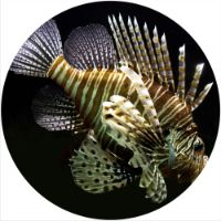 12'' Slipmat - Scorpion Fish 