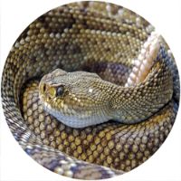12'' Slipmat - Snake Rattler 