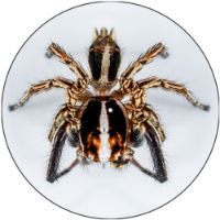 12'' Slipmat - Spider 11 
