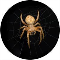 12'' Slipmat - Spider 2 