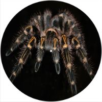 12'' Slipmat - Spider 4 