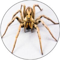 12'' Slipmat - Spider 5 