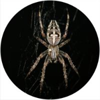 12'' Slipmat - Spider 9 