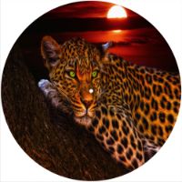 12'' Slipmat - Sunset Leopard 