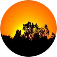 12'' Slipmat - Sunset Tree 1 