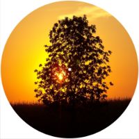 12'' Slipmat - Sunset Tree 2 