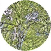 12'' Slipmat - Tree 2 