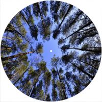 12'' Slipmat - Trees 1 