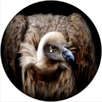 12'' Slipmat - Vulture 1 