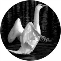 12'' Slipmat - White Swan 
